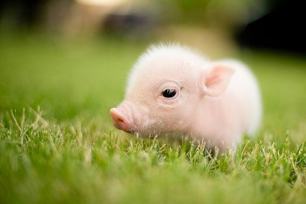 Top 3 con giáp khi yêu luôn chân thành-3