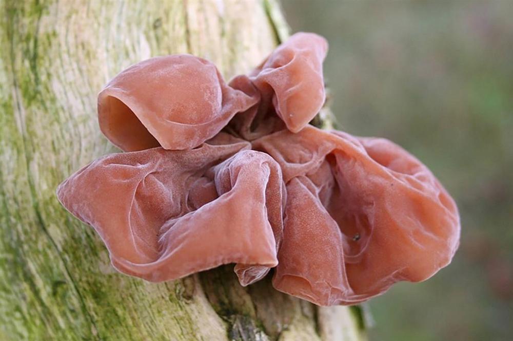 Loại chất độc mà WHO xếp vào nhóm gây ung thư số 1 luôn tồn tại ở 4 món đồ trong bếp-2