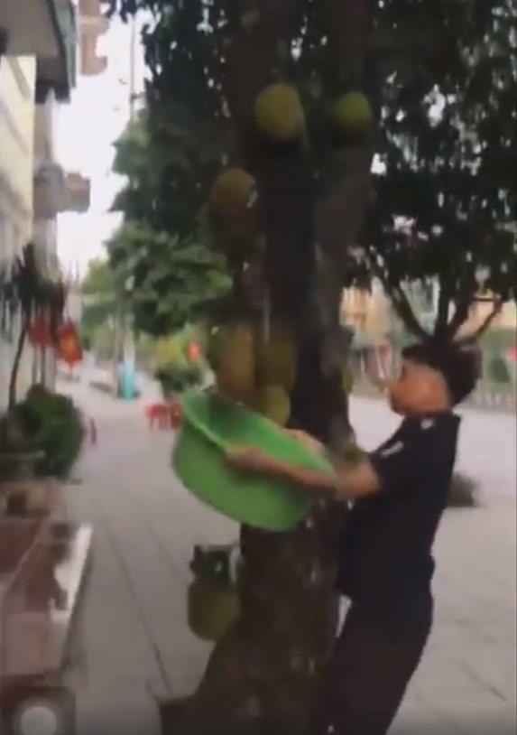 Mang chậu hứng mít chín, ông chú tẽn tò vì toang cả chậu lẫn mít-1