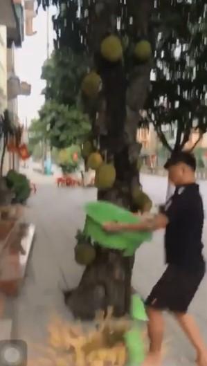 Mang chậu hứng mít chín, ông chú tẽn tò vì toang cả chậu lẫn mít-2