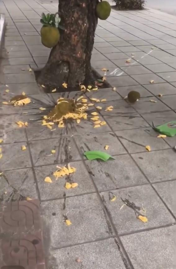 Mang chậu hứng mít chín, ông chú tẽn tò vì toang cả chậu lẫn mít-3