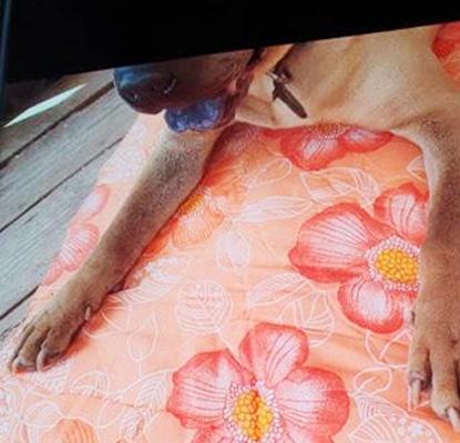 G-Dragon bị ném đá vì xem cún cưng như phụ kiện thời trang-1