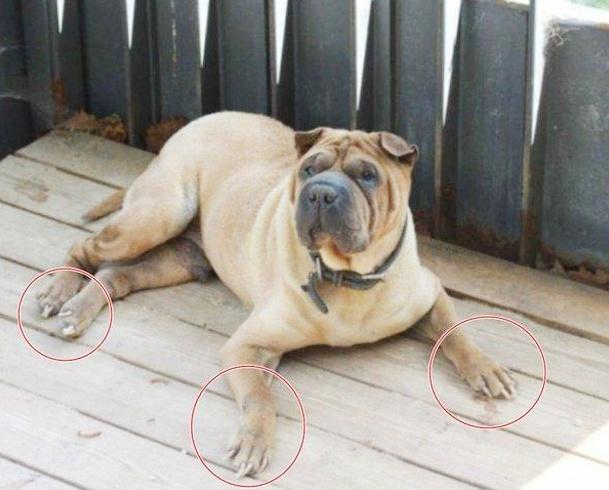 G-Dragon bị ném đá vì xem cún cưng như phụ kiện thời trang-2