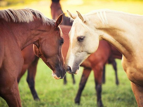 Top 4 con giáp nếu có thể sát cánh bên chồng lúc khó khăn thì tương lai ngày càng hạnh phúc-4