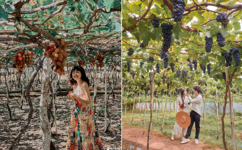 Những địa điểm không thể bỏ lỡ khi đến Ninh Thuận-8