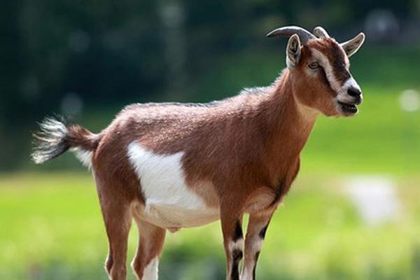 Trắc nghiệm tâm lý: Bạn nghĩ cặp đôi nào có độ tin cậy yêu cao nhất?-5