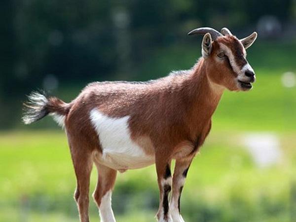 Top 3 con giáp nữ quyến rũ mà không mất sự độc đáo khiến các chàng trai khó rời mắt-2