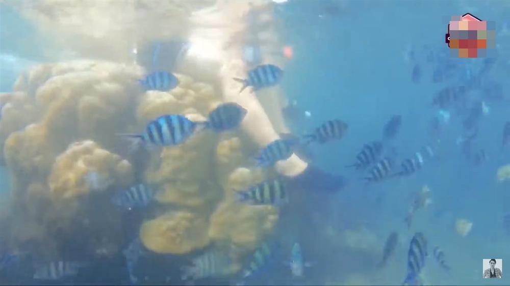 Phạm Quỳnh Anh - Quang Vinh dẫm đạp lên san hô khi lặn biển-3