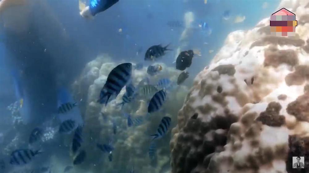 Phạm Quỳnh Anh - Quang Vinh dẫm đạp lên san hô khi lặn biển-4