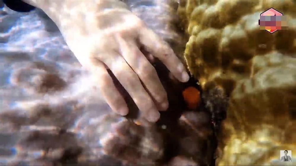 Phạm Quỳnh Anh - Quang Vinh dẫm đạp lên san hô khi lặn biển-6