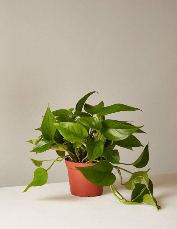 5 loại cây mệnh danh không bao giờ chết, đặt ở đâu may mắn đổ về chỗ đó-1