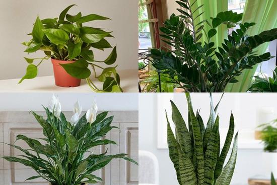 5 loại cây mệnh danh 'không bao giờ chết', đặt ở đâu may mắn đổ về chỗ đó