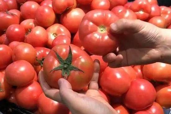 Khi mua cà chua, nhìn vào 3 điểm thấy điều này thì mua ngay, người bán rau phải khen thầm