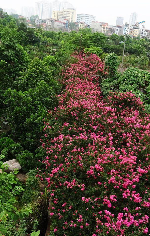 Giới trẻ xao xuyến trước con đường hoa tường vi lãng mạn như ngôn tình giữa lòng Hà Nội-5