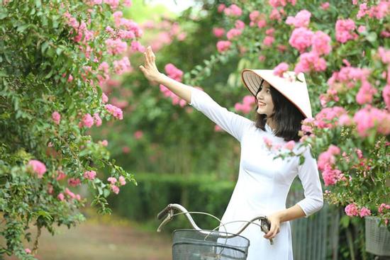 Giới trẻ xao xuyến trước con đường hoa tường vi lãng mạn như ngôn tình giữa lòng Hà Nội