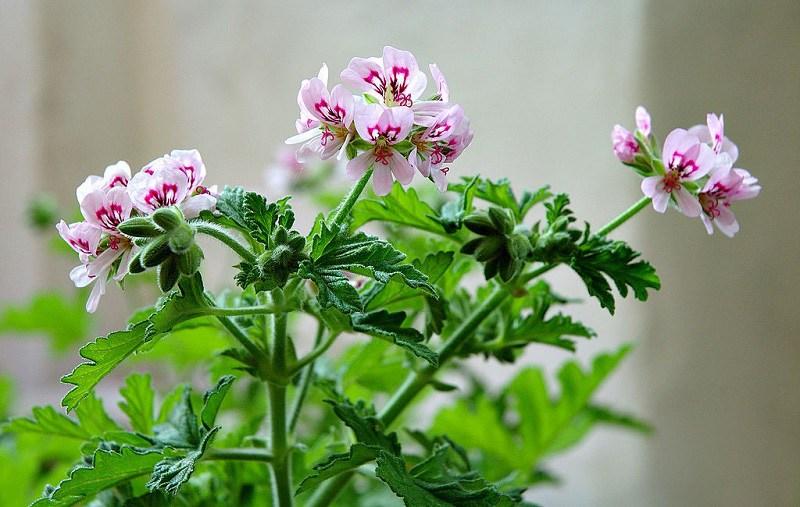 Để 4 loại cây này trong nhà, vừa hợp phong thủy vừa đuổi muỗi cực tốt-1