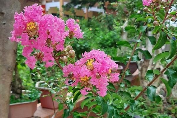 Phát sốt vì bà mẹ chồng xì tin, nghiện tà tưa, yêu mến con dâu như người bạn thân-3