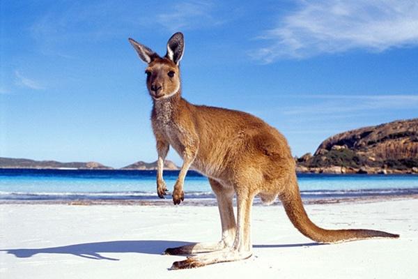 Đội quân đất nung 6.000 chiến binh ở Mỹ-1