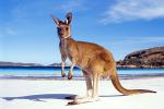 Bạn có thể phải chờ đến năm 2021 mới có thể du lịch Australia