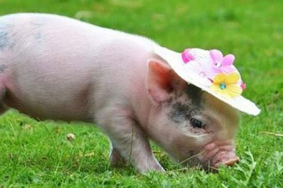 Top 3 con giáp có thể đối mặt với các kỳ thi với một tinh thần vô cùng bình tĩnh