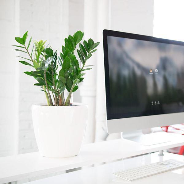 Cây kim tiền có ý nghĩa gì, cách trồng và chăm sóc-2