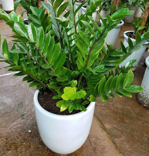 Cây kim tiền có ý nghĩa gì, cách trồng và chăm sóc-4