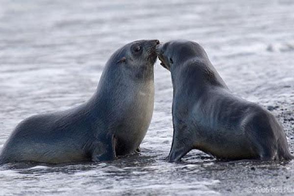 Khu rừng tồn tại những thân cây cao và lớn nhất Trái Đất-1