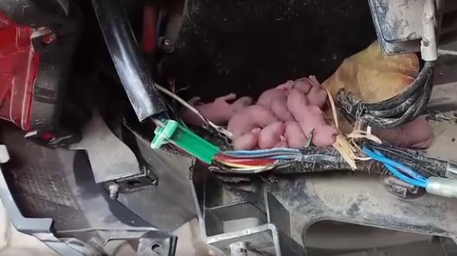 Đang lưu thông trên đường, chủ xe mất hết hồn vía khi thấy bé Na đu bám ngay sát cửa-6