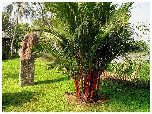 7 loại cây cảnh trồng trước cửa nhà giúp tài vận lên cao, gia chủ yên tâm hưởng phúc-1