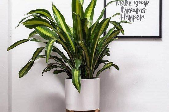 7 loại cây cảnh trồng trước cửa nhà giúp tài vận lên cao, gia chủ yên tâm hưởng phúc