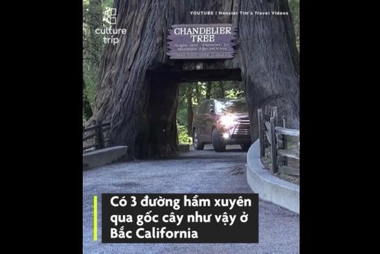 Khu rừng tồn tại những thân cây cao và lớn nhất Trái Đất