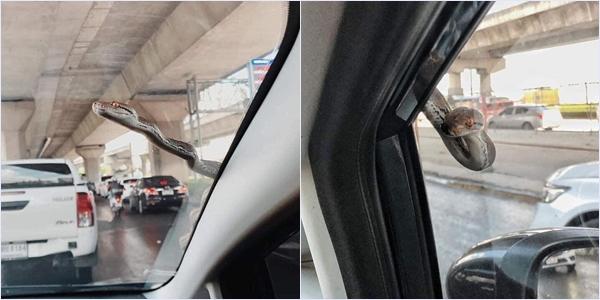 Cận cảnh bé Na béo tròn nhún nhảy trên đường dân tình run rẩy-2