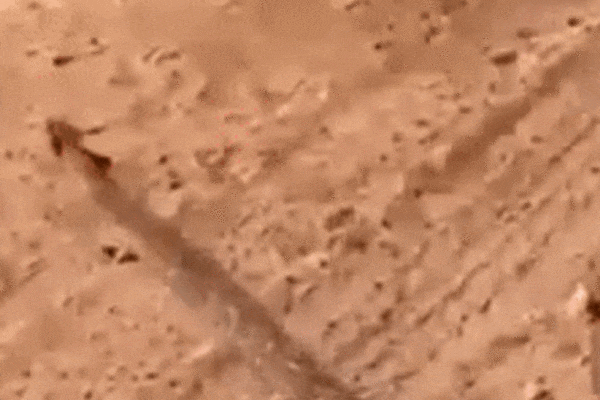 Cận cảnh 'bé Na' béo tròn nhún nhảy trên đường dân tình run rẩy