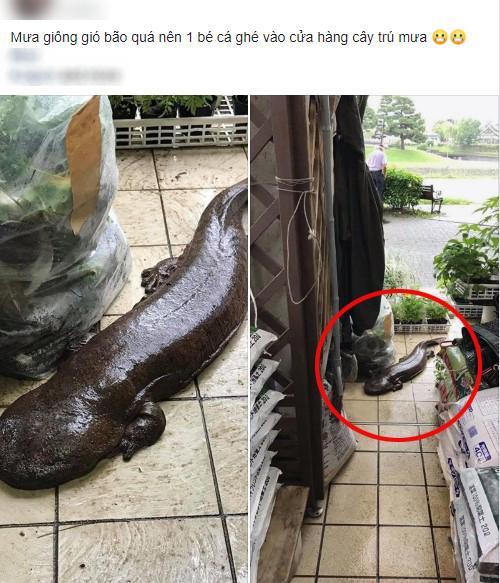 Đến tận cửa hỏi thăm nhà dân sau trận mưa lớn, chú cá kỳ lạ khiến dân mạng tranh cãi: Đây là cá trê đại bự phiên bản mọc chân?-1