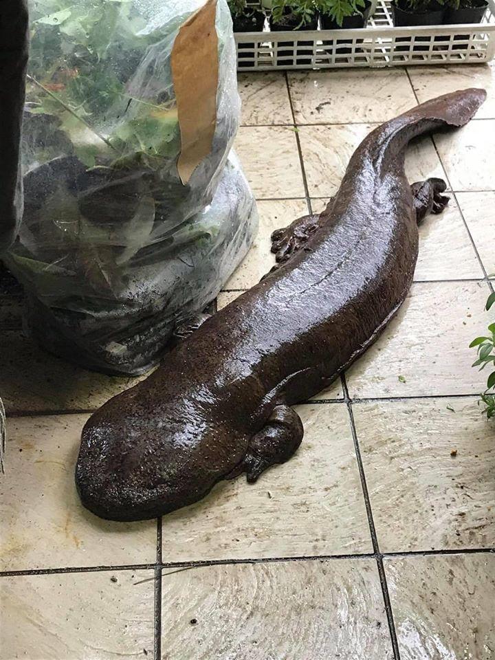 Đến tận cửa hỏi thăm nhà dân sau trận mưa lớn, chú cá kỳ lạ khiến dân mạng tranh cãi: Đây là cá trê đại bự phiên bản mọc chân?-2