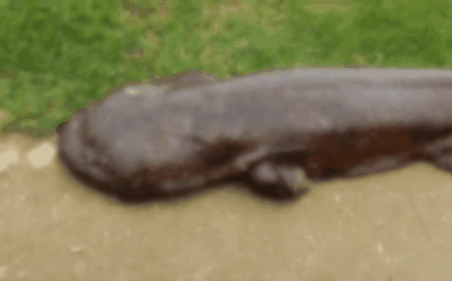 Đến tận cửa hỏi thăm nhà dân sau trận mưa lớn, chú cá kỳ lạ khiến dân mạng tranh cãi: Đây là cá trê đại bự phiên bản mọc chân?-3