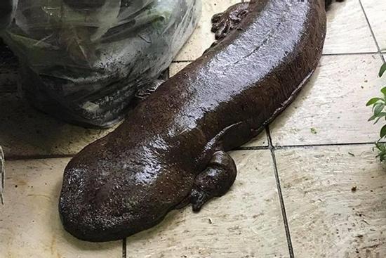 Đến tận cửa hỏi thăm nhà dân sau trận mưa lớn, chú cá kỳ lạ khiến dân mạng tranh cãi: 'Đây là cá trê đại bự phiên bản mọc chân?'