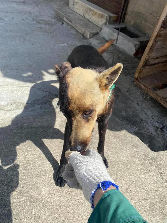 Không nhịn cười nổi với chú chó nửa hồn thương đau, chị em được dịp nhắc nhau tác hại việc thoa kem chống nắng không đều-3