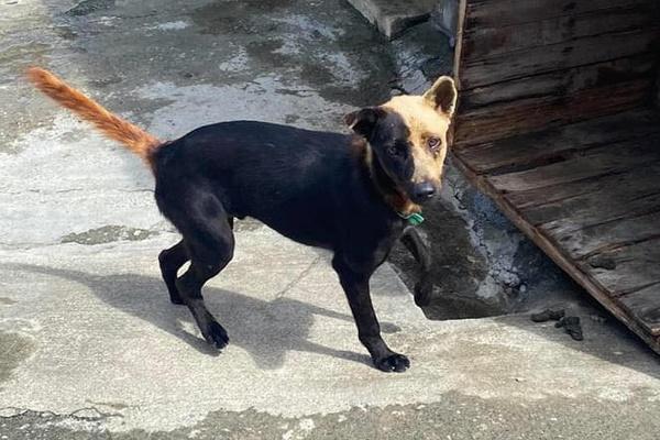 Dân mạng phát sốt với chú chó điệu chảy nước, sắp làm bố vẫn được chủ đưa đi làm nail-14