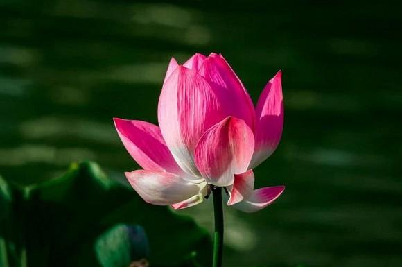 Những người sinh ra trong ba tháng này rất giỏi trong công việc, dù khó khăn cũng sẽ đạt thành tích tuyệt vời!-1