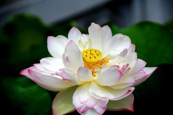 Những người sinh ra trong ba tháng này rất giỏi trong công việc, dù khó khăn cũng sẽ đạt thành tích tuyệt vời!-2