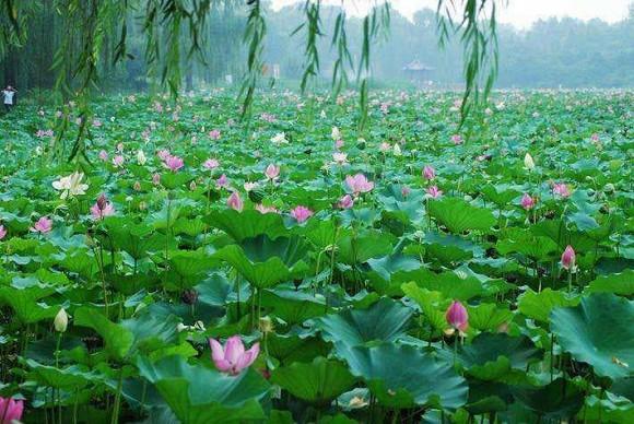 Những người sinh ra trong ba tháng này rất giỏi trong công việc, dù khó khăn cũng sẽ đạt thành tích tuyệt vời!-3