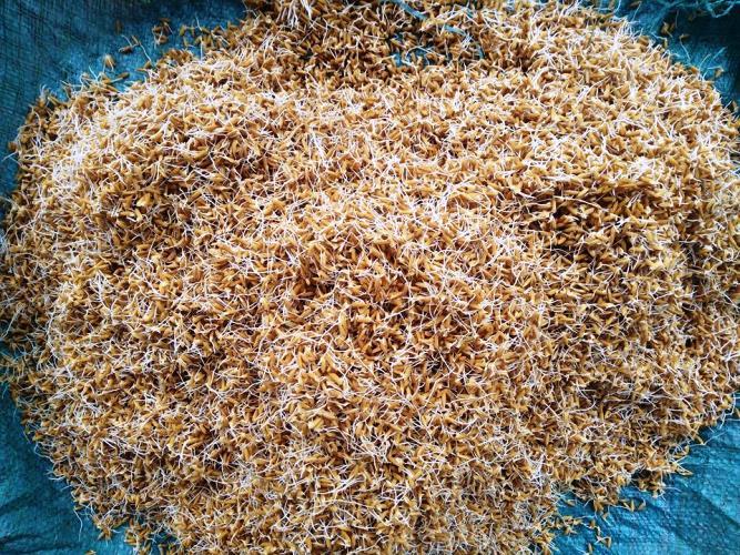 Tuổi thơ người miền Trung ai cũng gắn liền với kẹo mạch nha, ngọt ngào mà chẳng sợ béo!-2