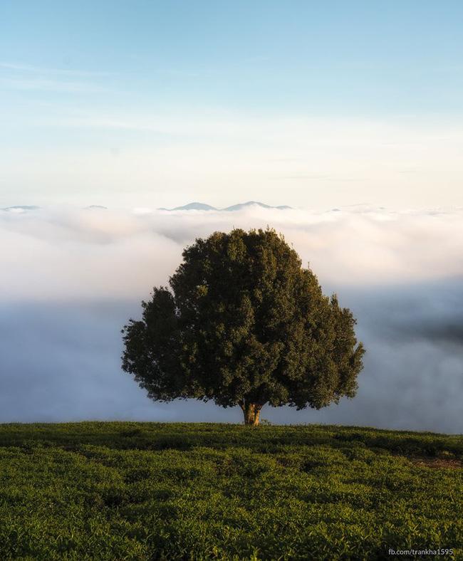 Đổ xô check-in cây thông mập ú chơi vơi giữa mây trời Đà Lạt, nghe đồn khi đi lẻ bóng khi về có đôi!-2