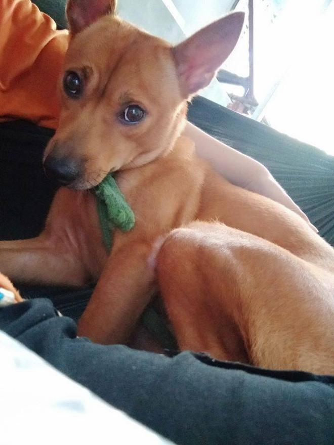 Bật cười với bài văn tả con chó của cô bé tiểu học vì có lúc bỏ nhà theo trai-1