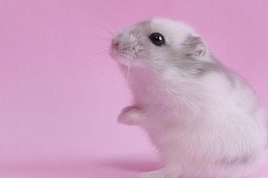 Top 3 con giáp là bậc thầy về gieo vần điệu khi nói chuyện