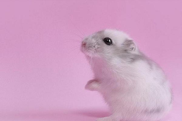 Top 3 con giáp là bậc thầy về gieo vần điệu khi nói chuyện-1