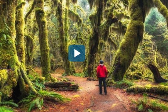 Cánh rừng Mỹ nhuộm màu rêu phong như thế giới cổ tích