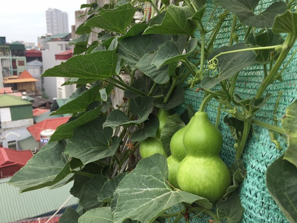 Bé 4 tuổi ngộ độc sau khi ăn bầu xào bị đắng, 3 loại rau bị đắng cần vứt bỏ-2