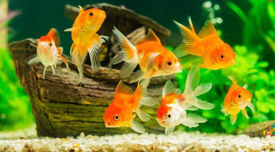 4 thay đổi giúp gia chủ chiêu tài, cầu lộc, giải trừ vận hạn-3